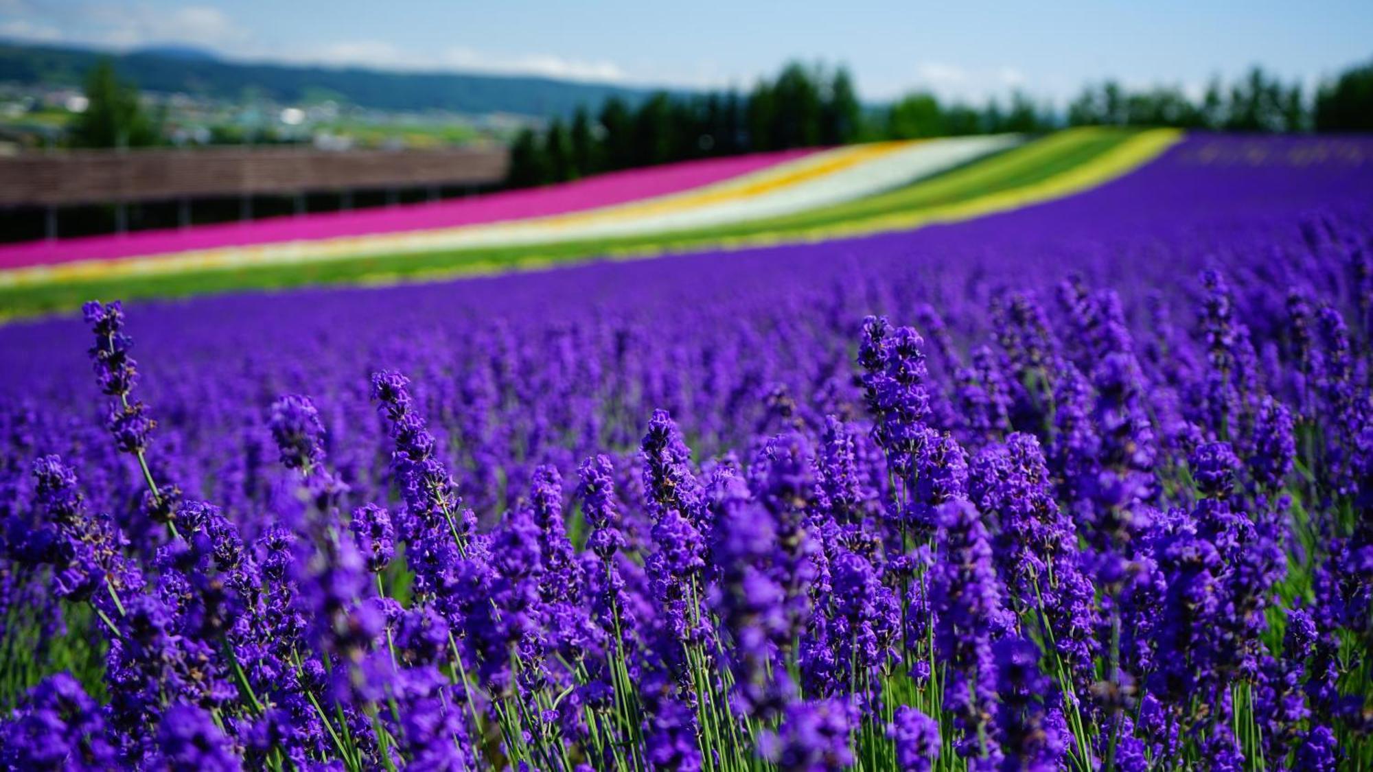 Furano Natulux Hotel Bagian luar foto